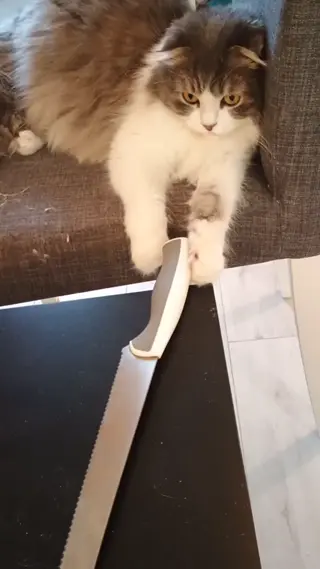 Meowta in space