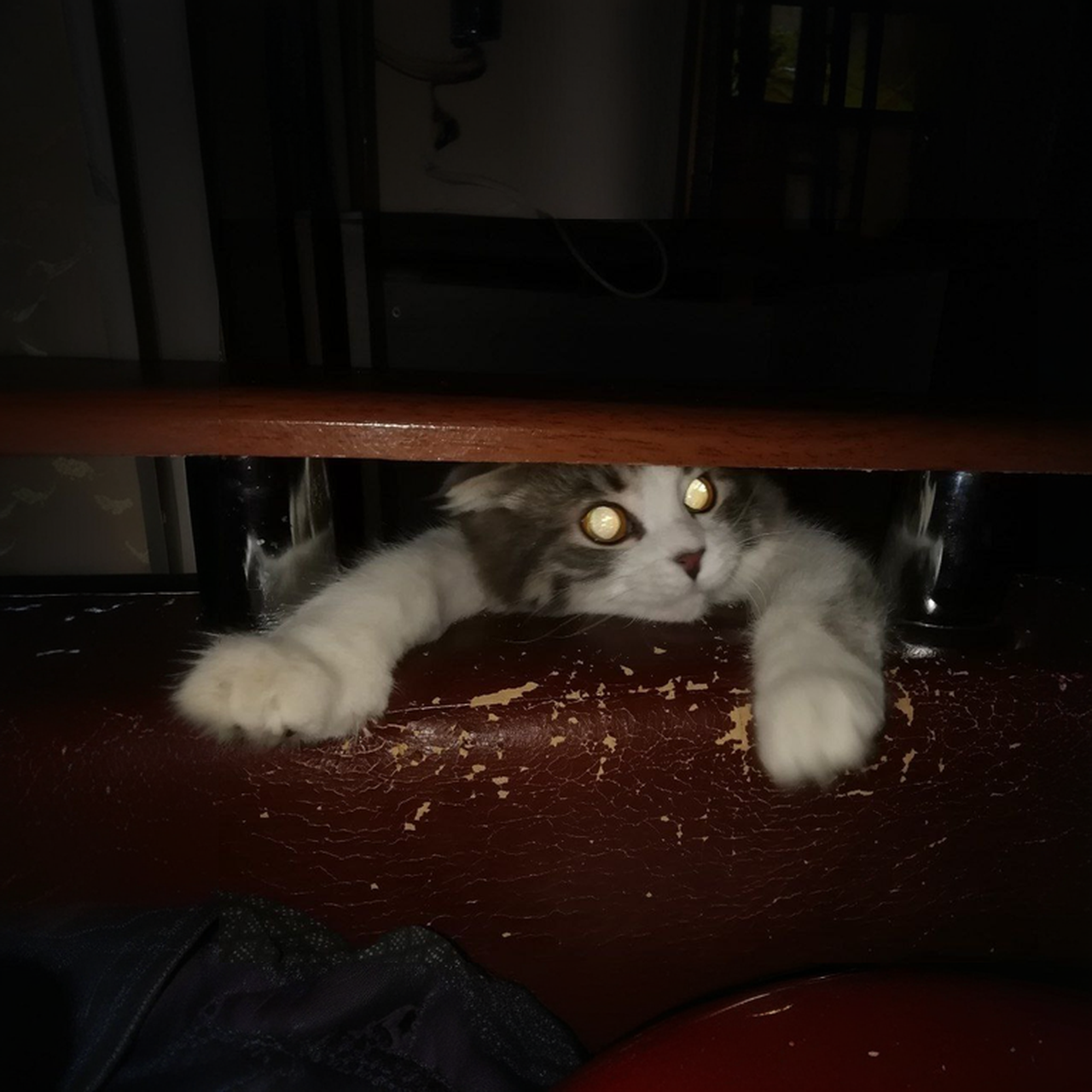 Meowta - The Royal Cat