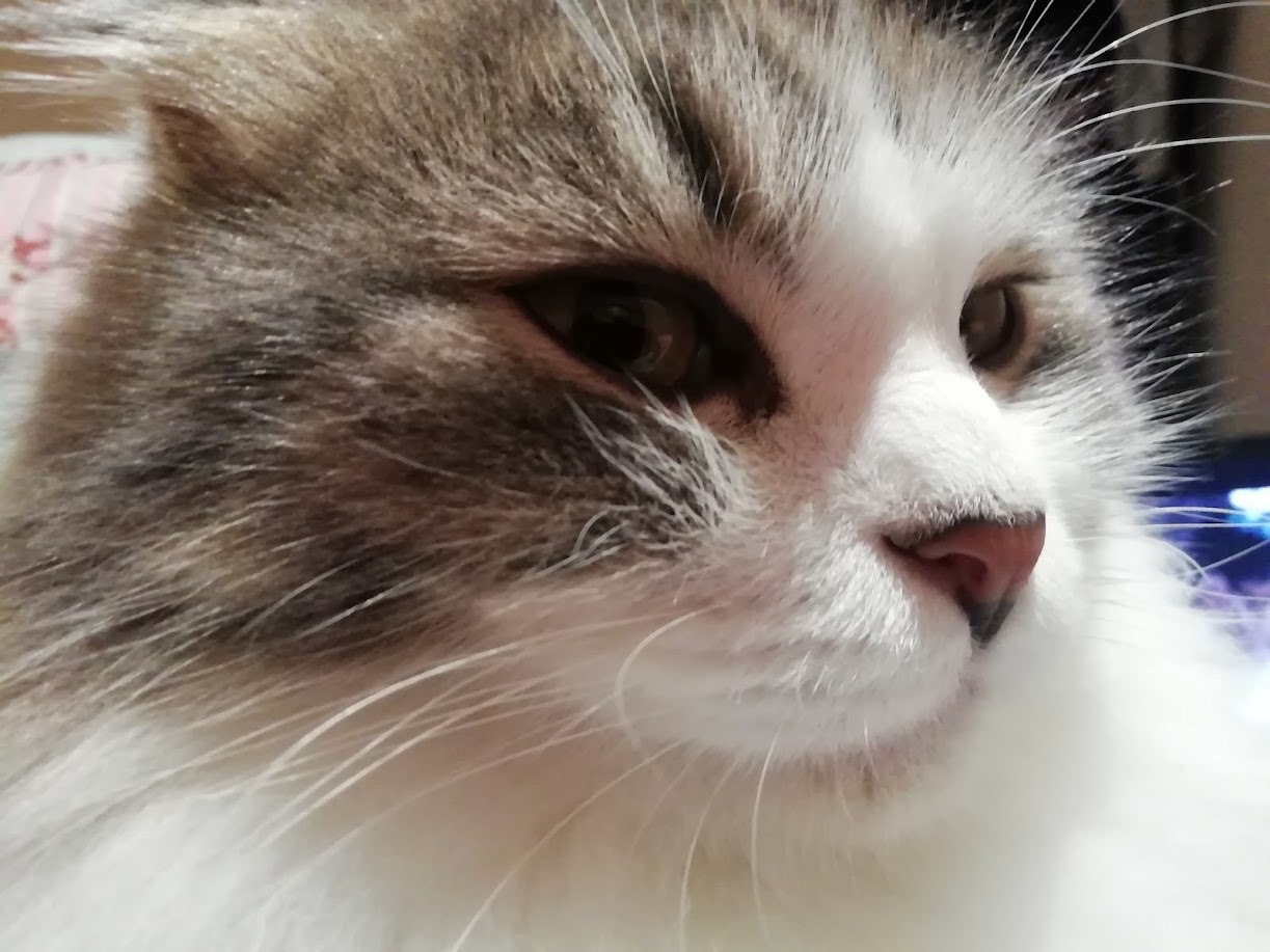 Meowta being unimpressed